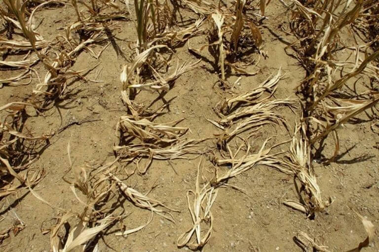 Seca foi o principal evento climático que fez o produtor acionar o seguro rural em 2020