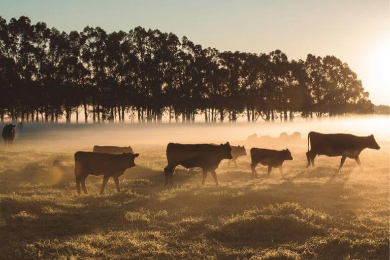 Importância da adaptação na suplementação de bovinos após ocorrência de geadas