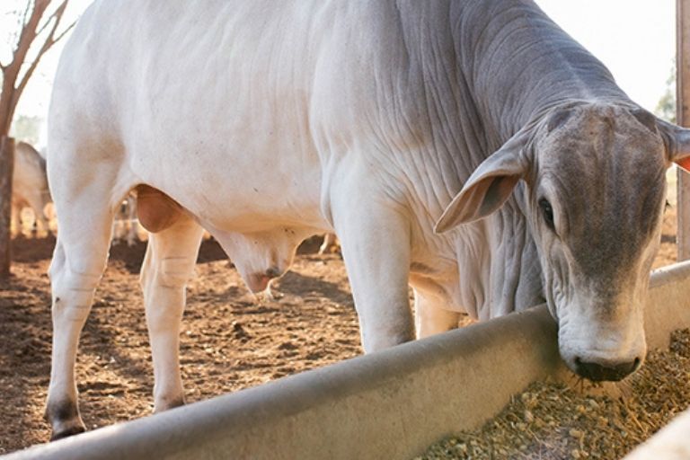 Como a suplementação proteica no período seco pode melhorar a eficiência dos bovinos em pasto?