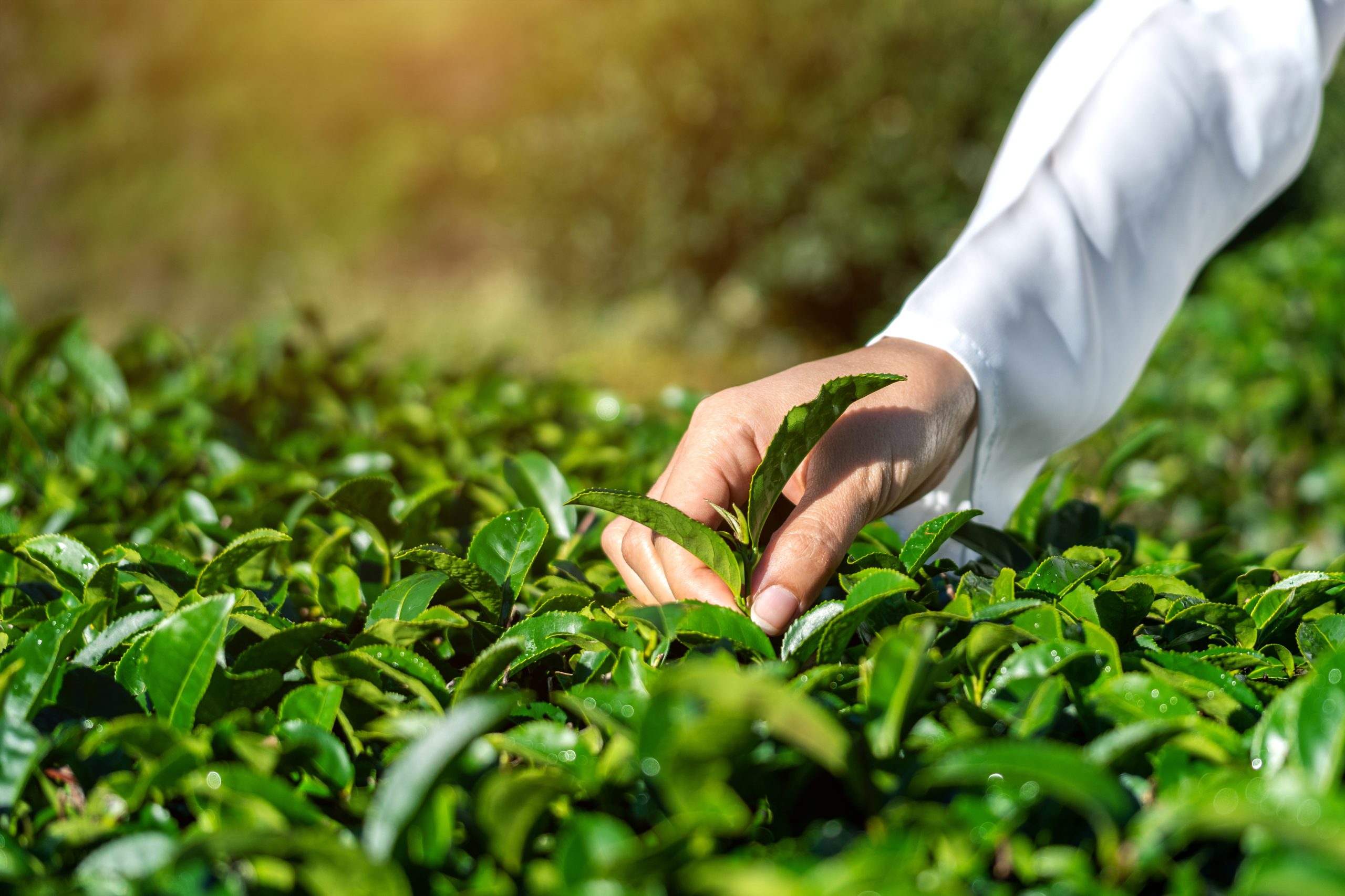 Desvantagens das Holding no Agro