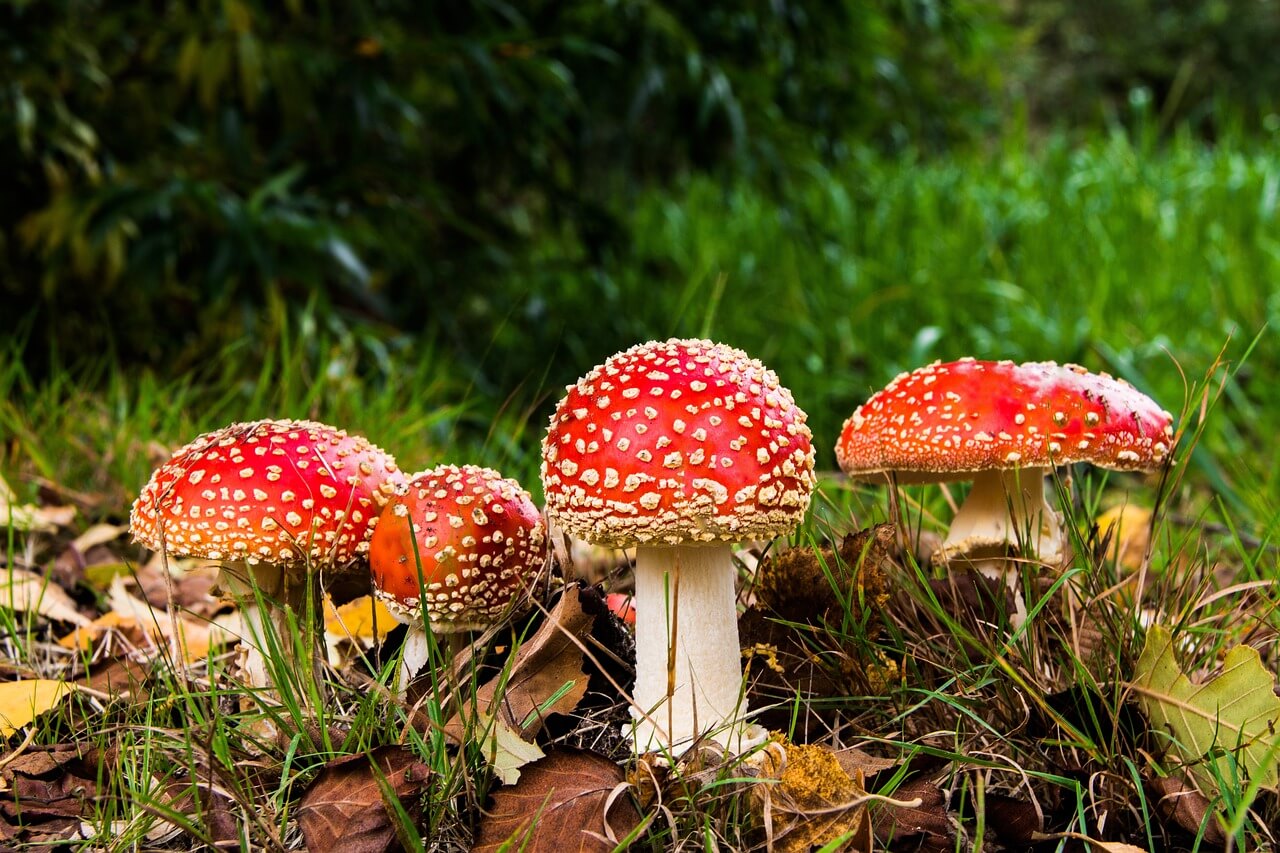 Fungos como fonte de produção de alimentos 